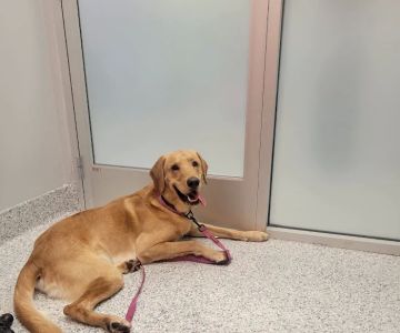 PetVet365 Pet Hospital Clermont/Winter Garden
