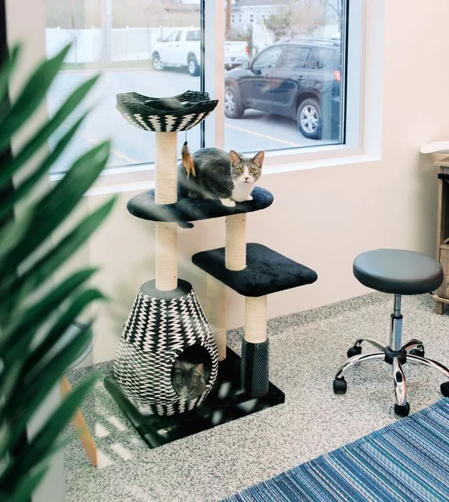 PetVet365 Pet Hospital Clermont/Winter Garden 12