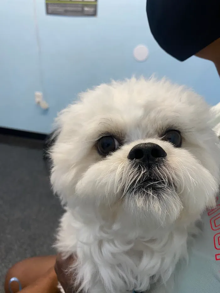 Hiawassee & Clarcona-Ocoee Pet Hospital 12