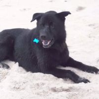 Hiawassee & Clarcona-Ocoee Pet Hospital ico