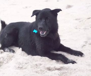 Hiawassee & Clarcona-Ocoee Pet Hospital
