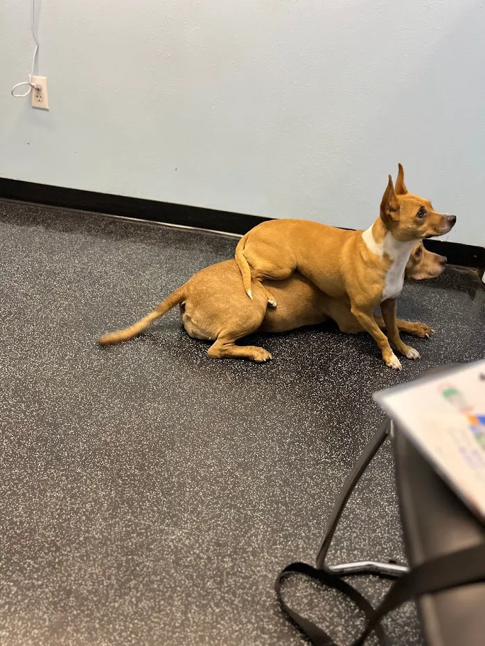 Hiawassee & Clarcona-Ocoee Pet Hospital 12