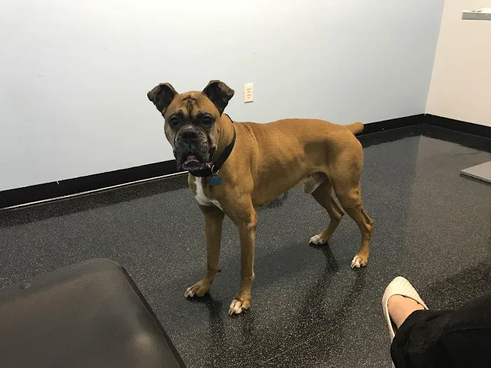 Hiawassee & Clarcona-Ocoee Pet Hospital 12