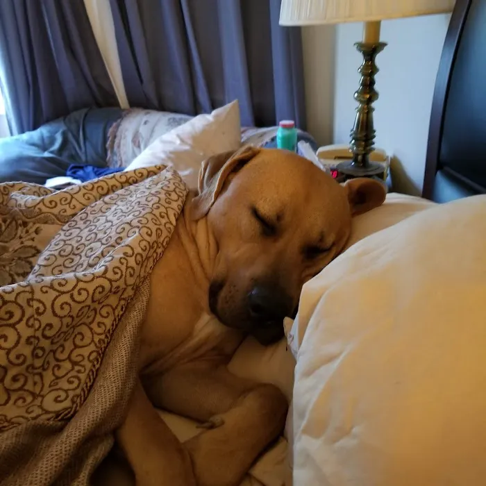Park Avenue Animal Hospital 6