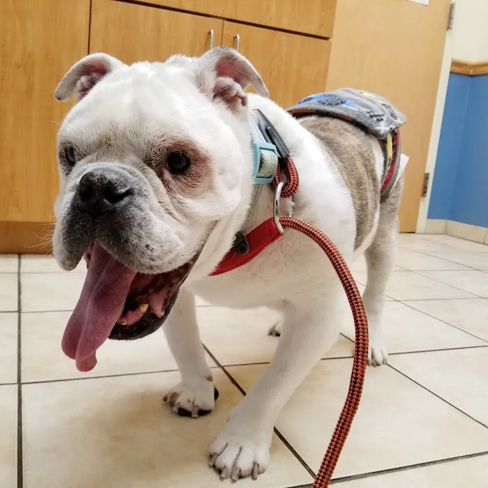 Park Avenue Animal Hospital 3