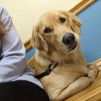 Park Avenue Animal Hospital ico
