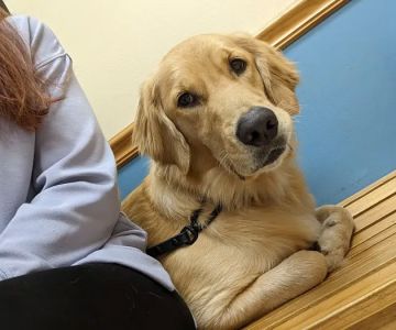 Park Avenue Animal Hospital