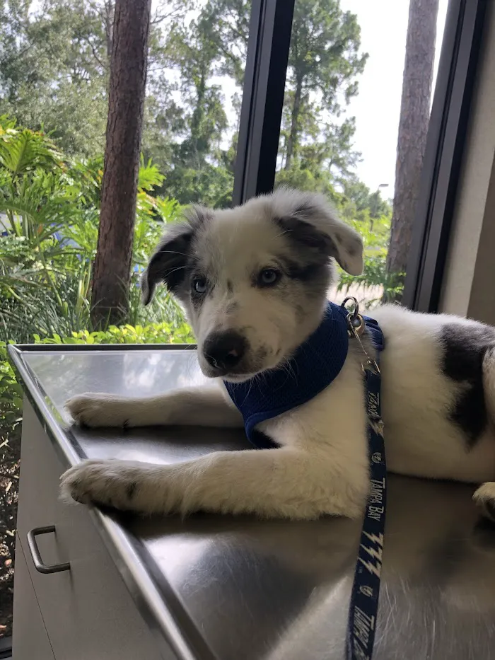 Animal Health Center 12
