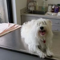 Animal Health Center ico