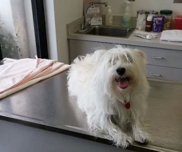Animal Health Center