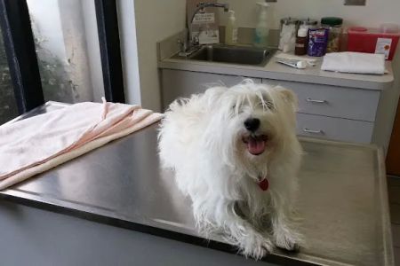 Animal Health Center