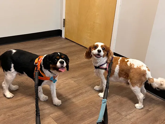 Kirkman Road Veterinary Clinic 12