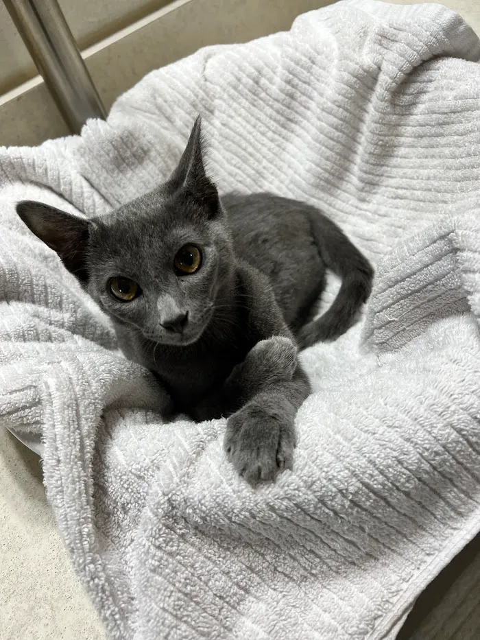 Grand Oaks Pet Hospital 12