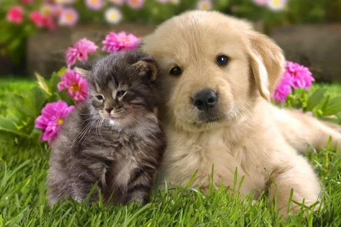 Grand Oaks Pet Hospital 12