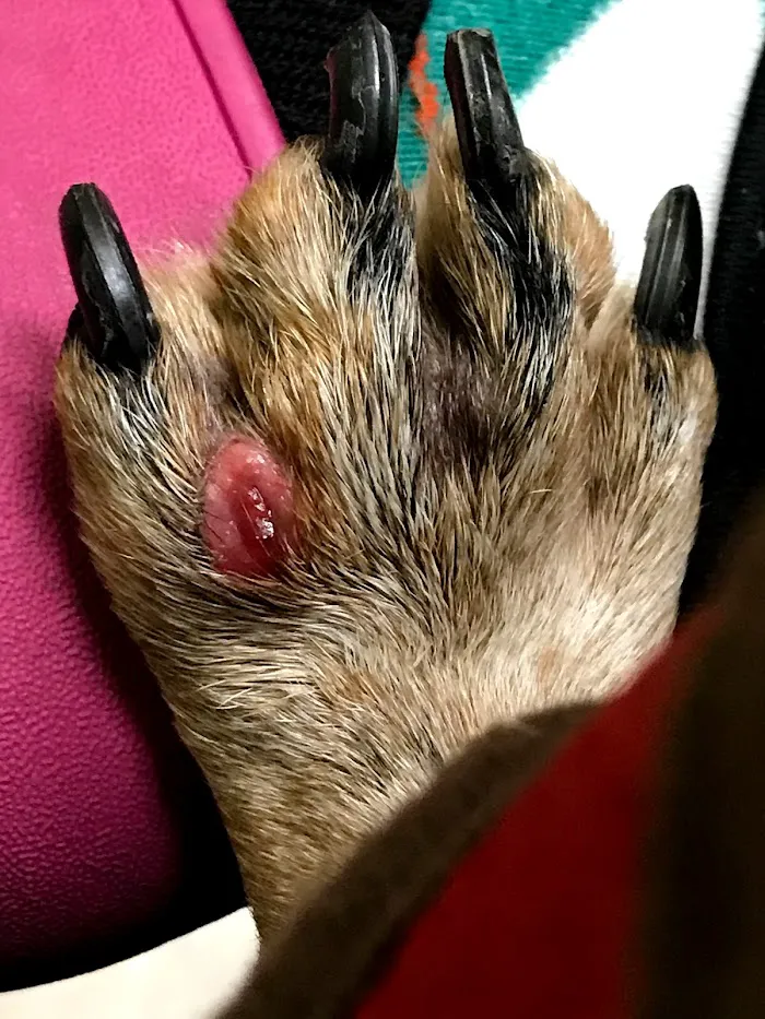 Grand Oaks Pet Hospital 12