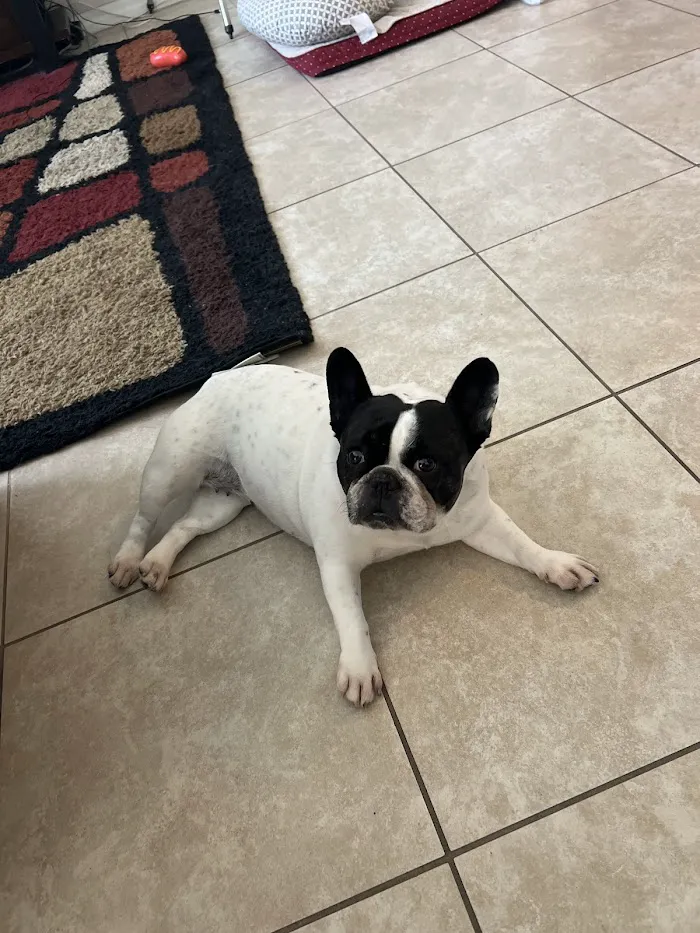 Banfield Pet Hospital 12