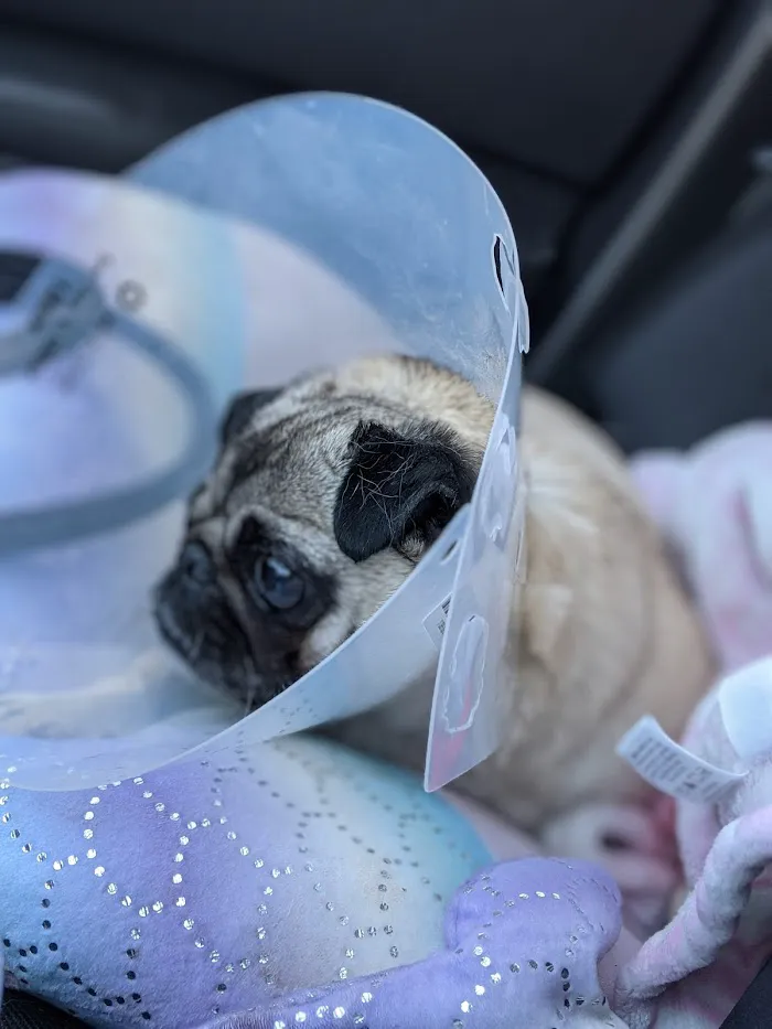 Banfield Pet Hospital 12