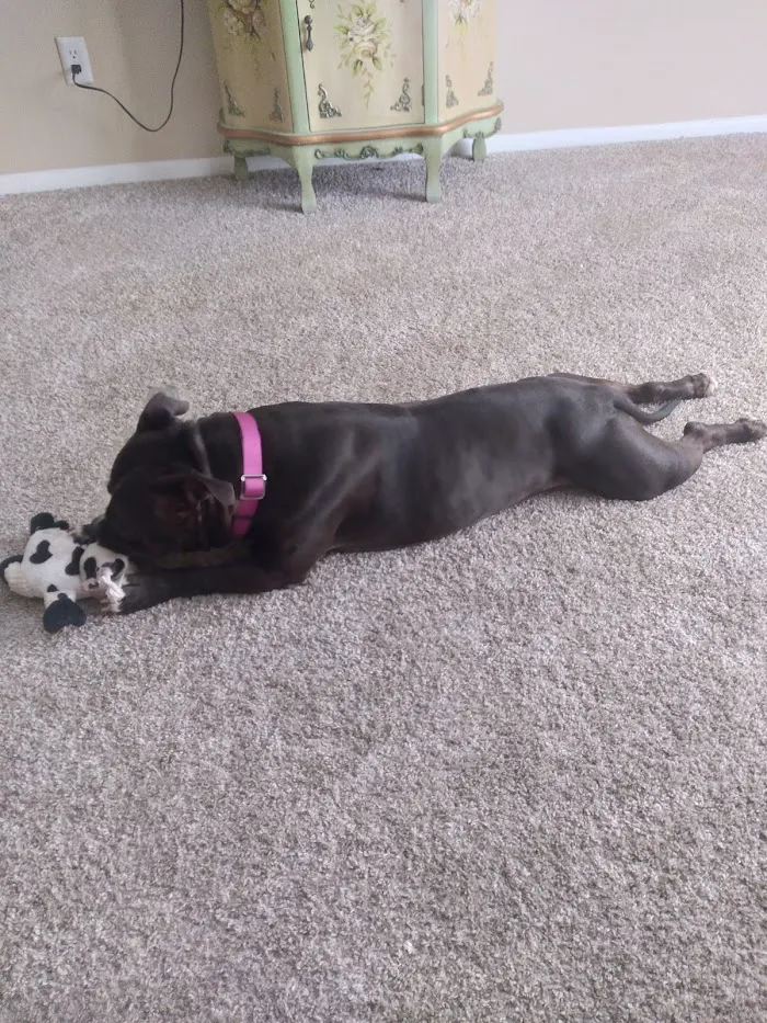 Ocoee Animal Hospital 12