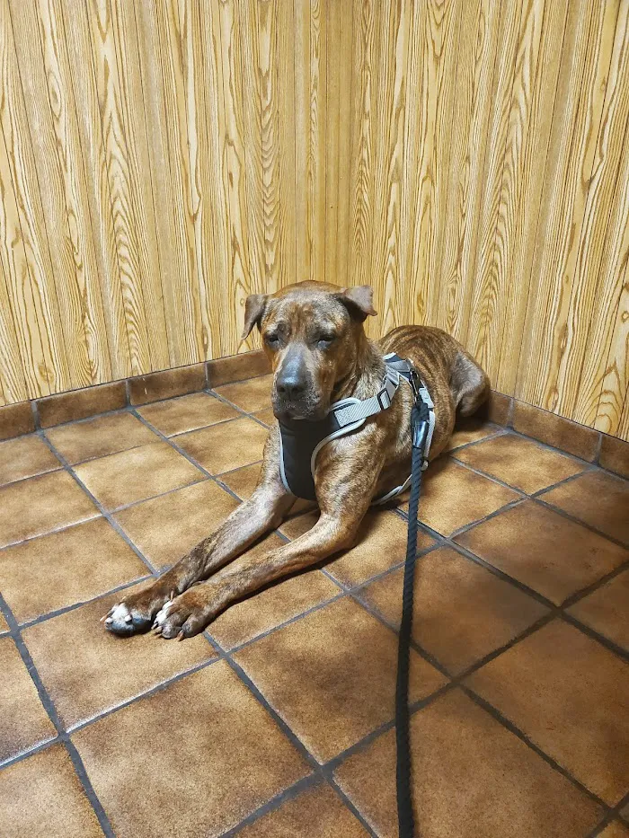 Ocoee Animal Hospital 12