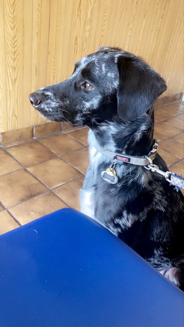 Ocoee Animal Hospital 12
