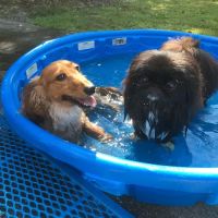 Animal Clinic of Windermere ico