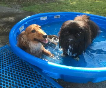 Animal Clinic of Windermere