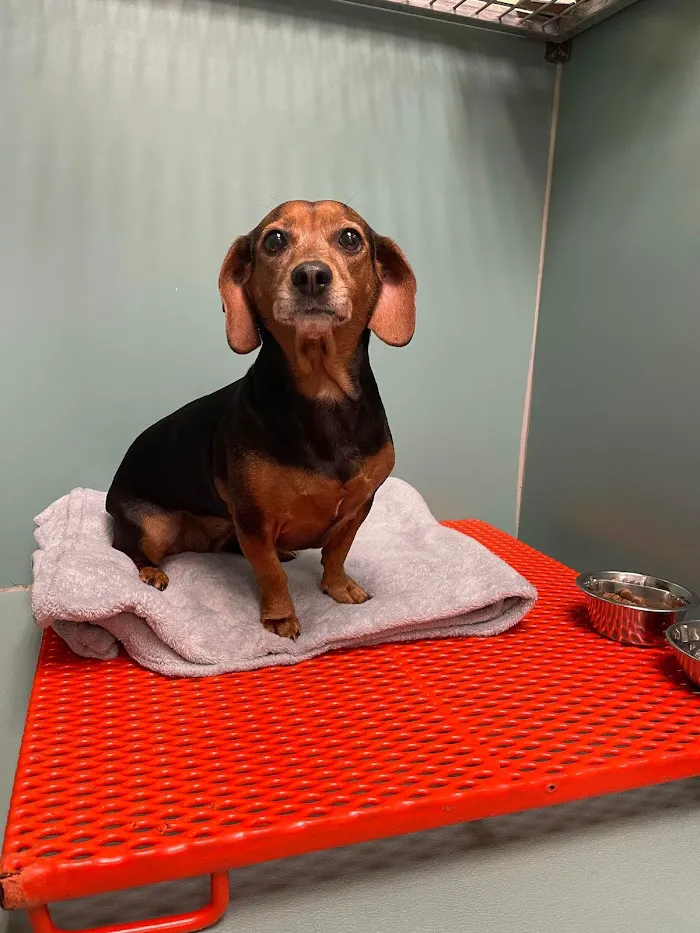 Luv-N-Care Animal Hospital 12