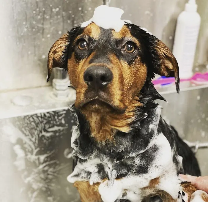 Luv-N-Care Animal Hospital 12