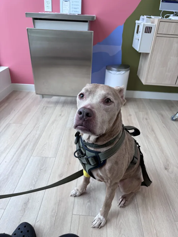 Petfolk Veterinary & Urgent Care - Windermere 12