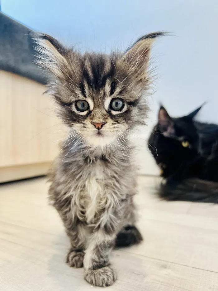 Petfolk Veterinary & Urgent Care - Windermere 12