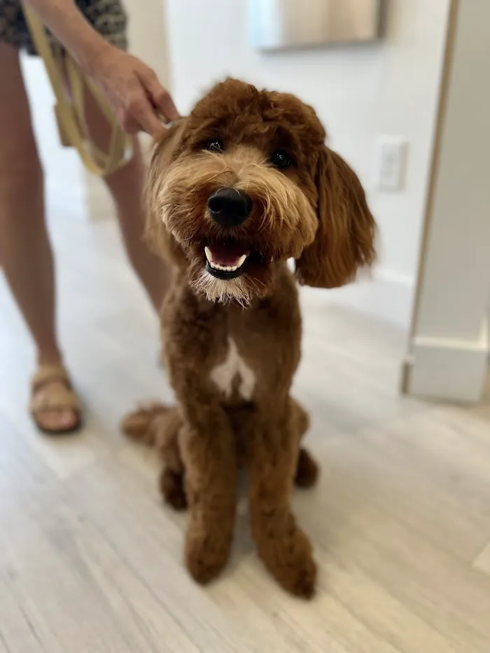 Petfolk Veterinary & Urgent Care - Windermere 12