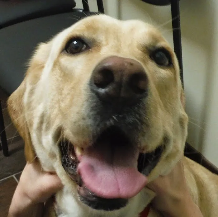 Atlas Pet Clinic 12