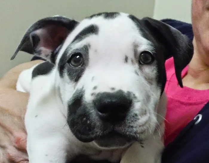 Atlas Pet Clinic 12