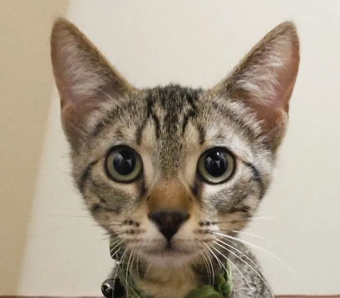 Atlas Pet Clinic 12