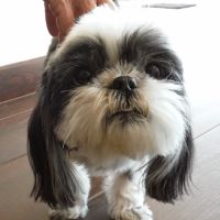 Atlas Pet Clinic ico
