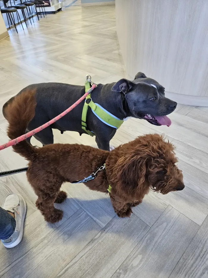 Atlas Pet Clinic 12