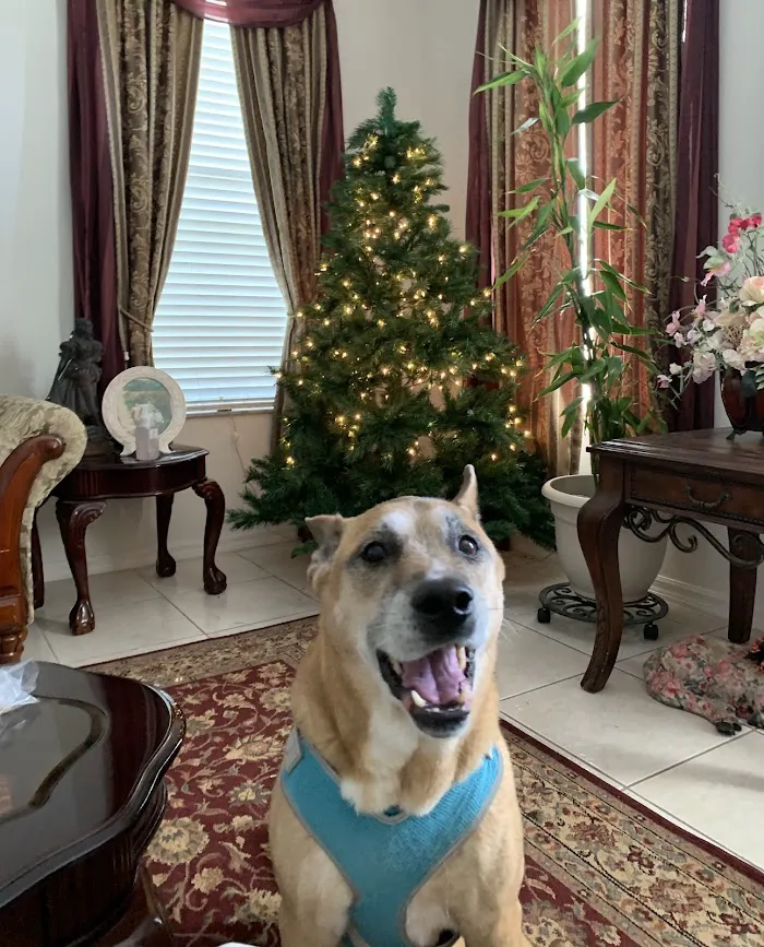 Heavenly Paws House Calls 12