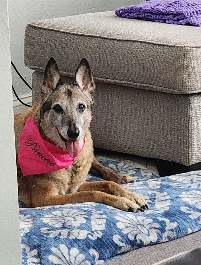 Heavenly Paws House Calls 12