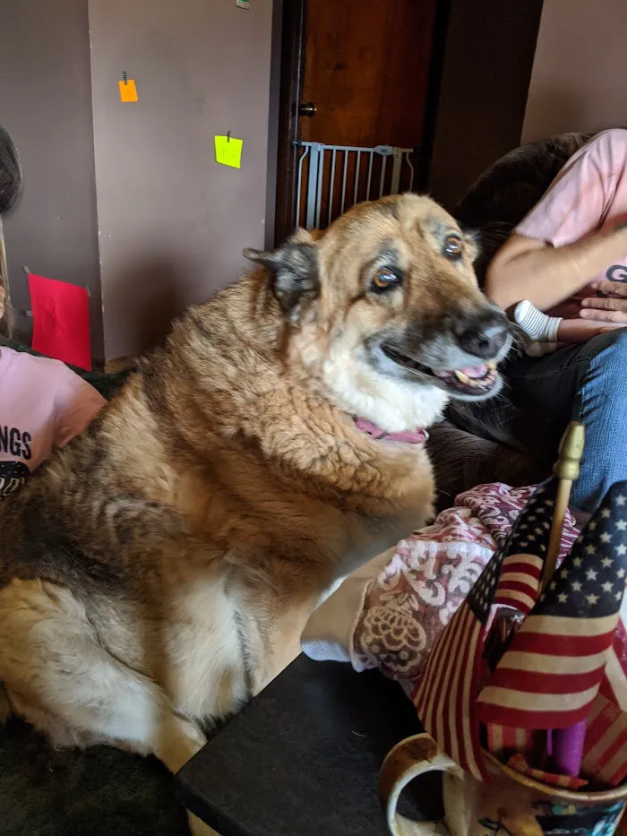 Heavenly Paws House Calls 12
