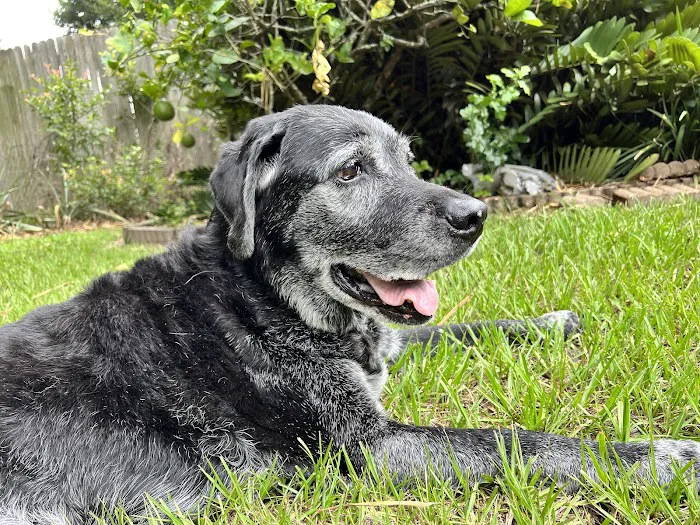 Heavenly Paws House Calls 12