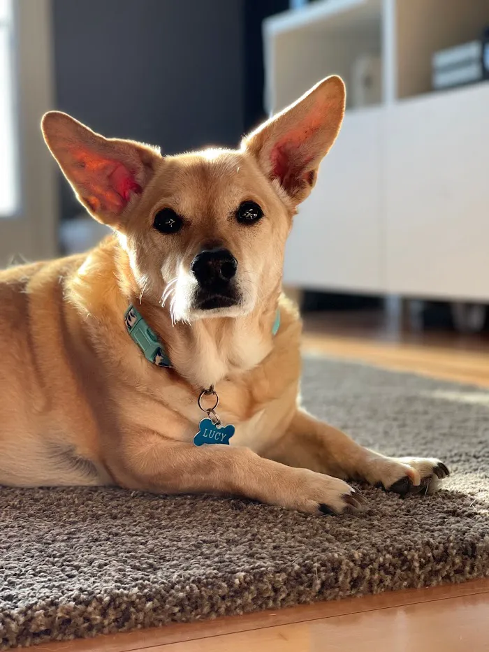 Heavenly Paws House Calls 12