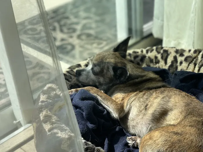 Heavenly Paws House Calls 12