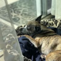Heavenly Paws House Calls ico