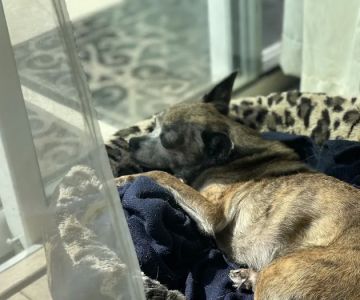 Heavenly Paws House Calls