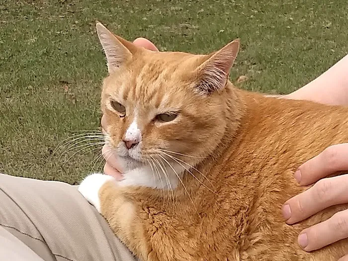 Heavenly Paws House Calls 12