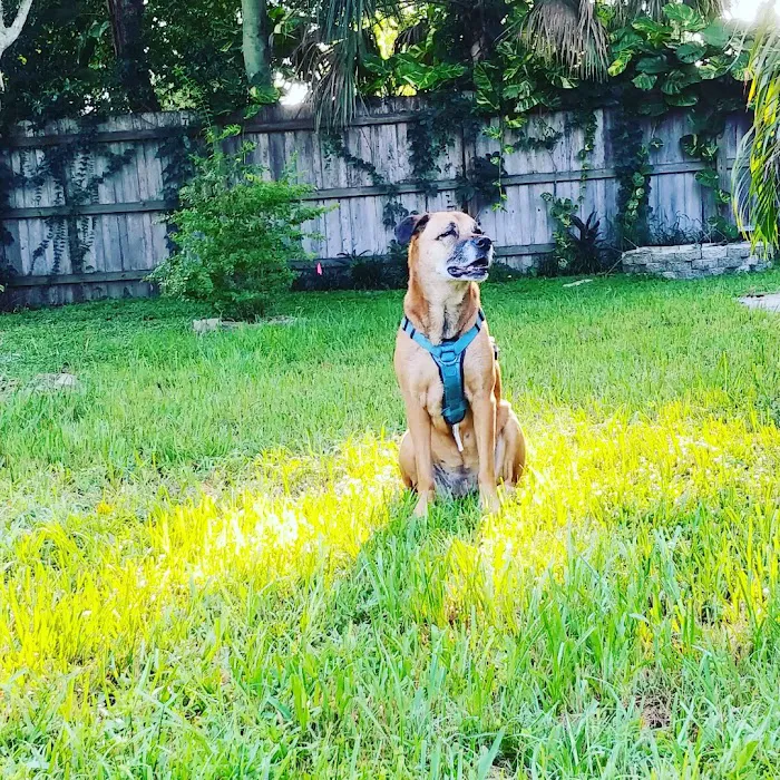 Heavenly Paws House Calls 12