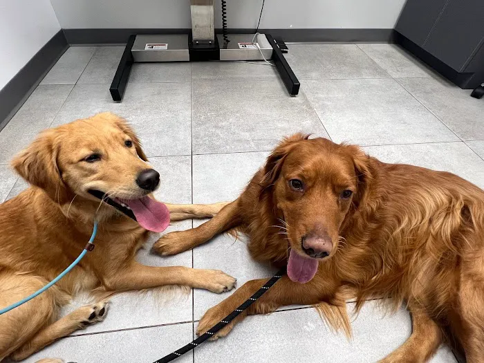 Golden Heart Veterinary Care 12