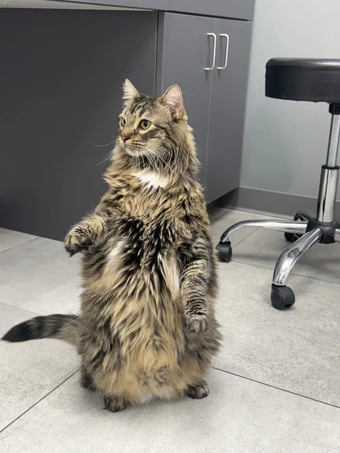 Golden Heart Veterinary Care 12