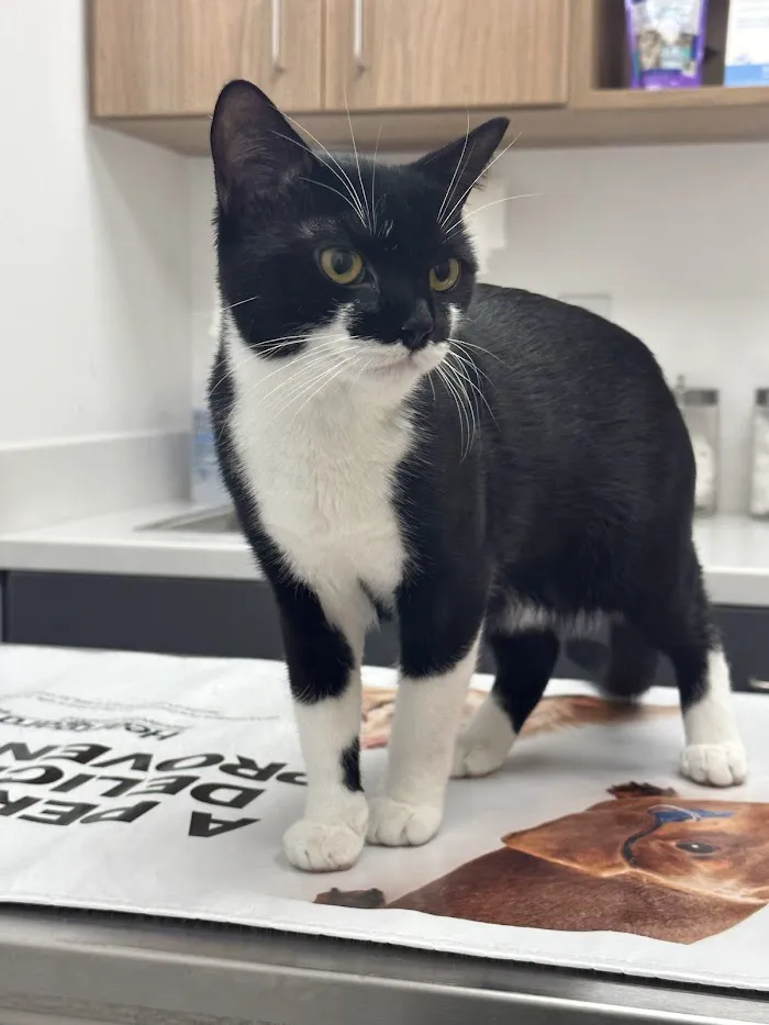 Golden Heart Veterinary Care 12