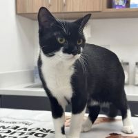 Golden Heart Veterinary Care ico
